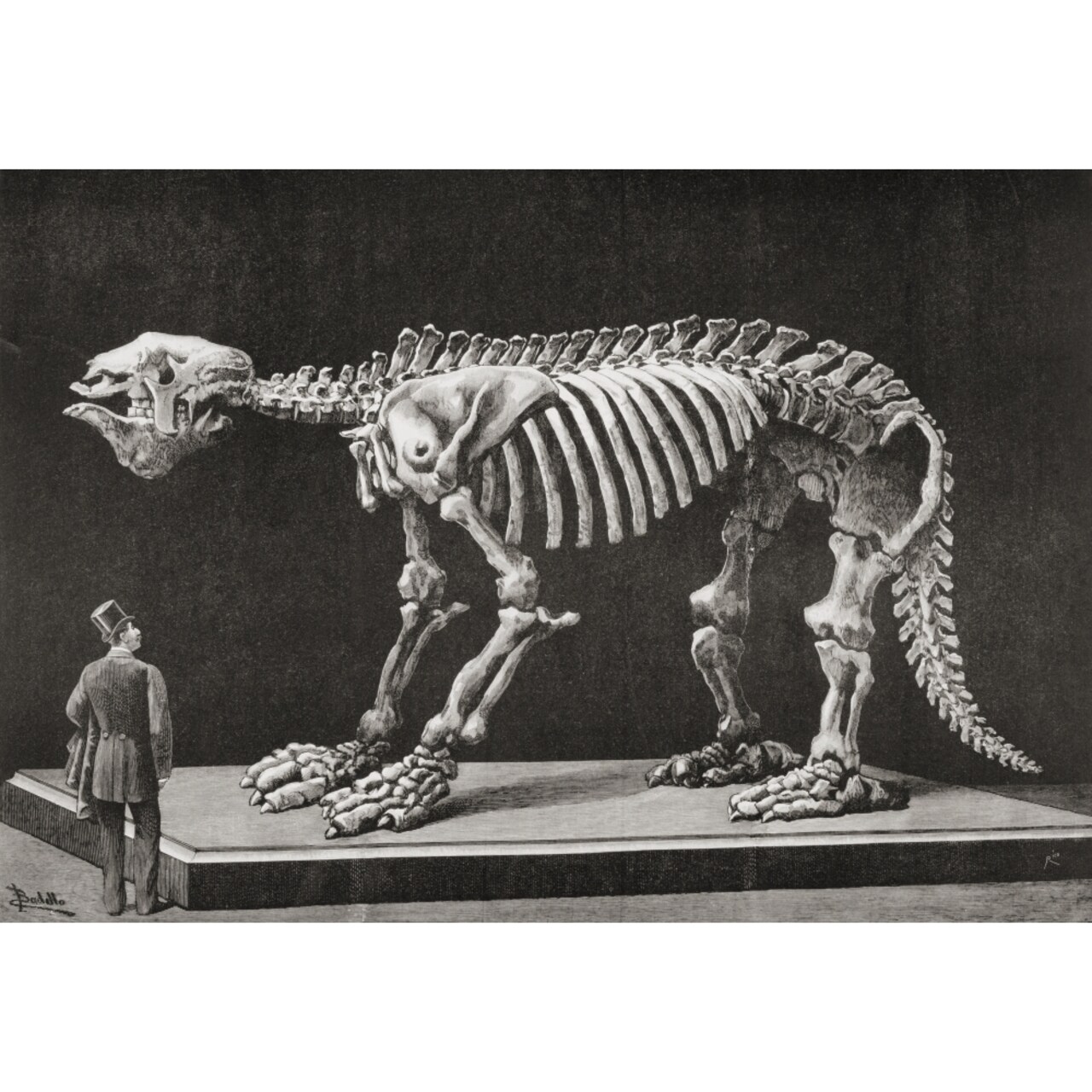 Skeleton Of A Megatherium On Display In The Natural Sciences Museum Madrid In 1892. Megatherium Americanum Was A Genus